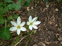 Zephyranthes white